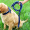 Dog Leash Braided Belt Pet Explosion-Proof Leash, Size: M(Collar Red+Black) 6
