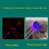 USB Rechargeable Laser Pattern Funny Cat Flashlight With Woods Purple Light Detection Lamp(Black) 4