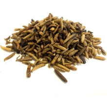 Dried Calciworms 5kg Premium Wild Bird & Hedgehog Food