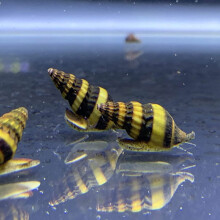 CWA Assassin Snails for Freshwater Aquariums - Effective Pest Control with Clea Helena Snails (Pack of 10)