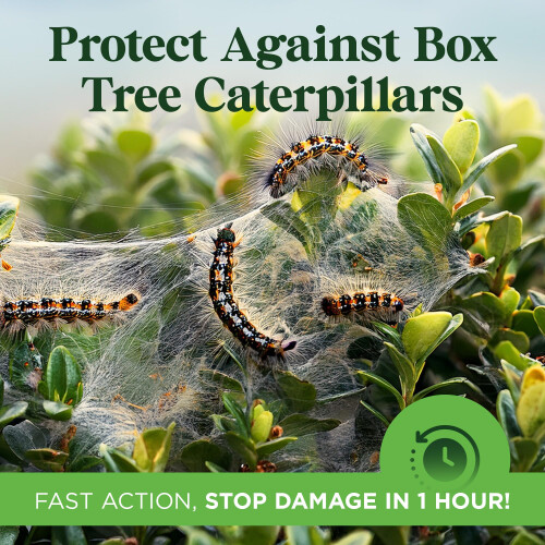 Green Guard Box Tree Caterpillar Treatment 50g – Fast-Acting, Revive 1