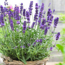 Carbeth Plants English Lavender Herb Plant 14cm Pot - Scented Garden Plant
