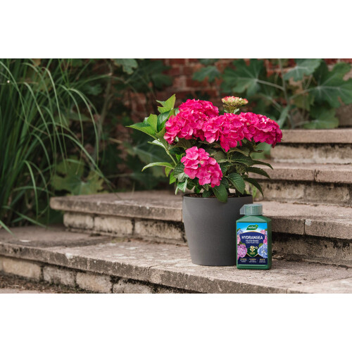 Westland Westland Hydrangea High Performance Liquid Plant Food 1 Litre 1