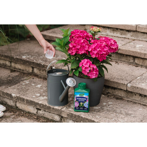 Westland Westland Hydrangea High Performance Liquid Plant Food 1 Litre 2