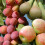 YouGarden - Mini Orchard Fruit Tree Collection, 3 Bare Root Compact 1