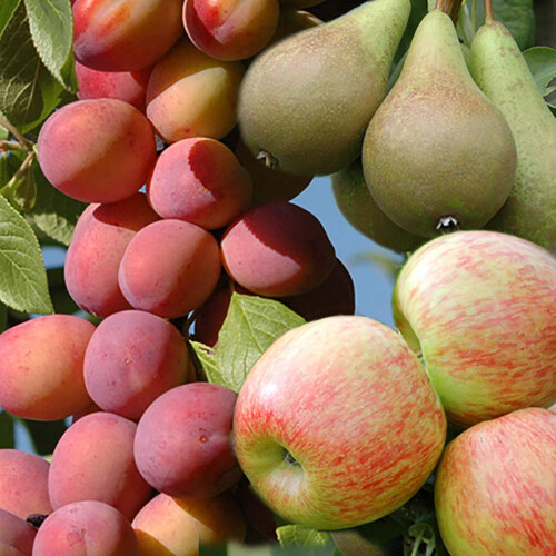 YouGarden - Mini Orchard Fruit Tree Collection, 3 Bare Root Compact