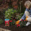 Westland Westland Rose High Performance Plant Food 3 kg 6