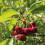 Potted Mini Fruit Tree Collection, Apple, Pear, Cherry, Plum Ideal 2