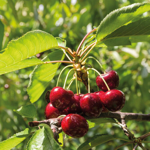 Potted Mini Fruit Tree Collection, Apple, Pear, Cherry, Plum Ideal 1