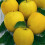 Potted Mini Fruit Tree Collection, Apple, Pear, Cherry, Plum Ideal 3