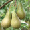 Potted Mini Fruit Tree Collection, Apple, Pear, Cherry, Plum Ideal 4
