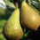 Potted Mini Fruit Tree Collection, Apple, Pear, Cherry, Plum Ideal 5