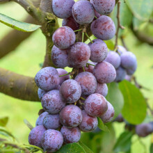 Patio Fruit Tree Collection | Various Premium Grade Fruits | Ideal