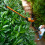 WORX WORX WG252E 20V PowerShare Cordless Pole Hedge Trimmer 45cm 7