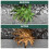 Weedblast Rootkill Weedkiller 2 x 2.5 Litre, Glyphosate Weed Killer, Long Hose Trigger 4
