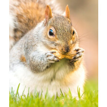 10 Litre Refill Bag Squirrel Mixture Premium Wild Life Food Garden Seed Feed (Weight 6kg/approx. 10L)
