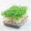 PREMIER SEEDS DIRECT - CRESS Plain/Curled/Common - 75GM - Approx 30,000 Seeds 2