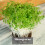 Organic Broccoli Calabrese Sprouting Seeds 250g 4
