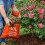 simpahome Essential Nutrients Organic Farmyard Manure - 4