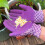 Miracle-Gro Miracle-Gro Continuous Release All Purpose Plant Food, 900G, White 4