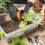 Coco Perlite Mix 70/30 with activated biochar - Enhanced Potting Soil Mix for Op 3