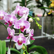 Premium Orchid Potting Mix with Biochar & Coco Coir – Fine Orchid Bark, Perlite & Gentle Organic Feed – Fast Draining Soil for Phalaenopsis & Indo