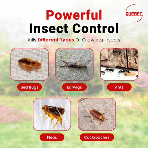 Quebec Ant Killer Powder 500g – Powerful Crawling Insect Killer Dust 1