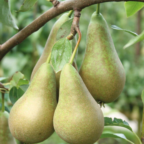 Potted Mini Fruit Tree Pear, Ideal for Small Gardens & Patios, 1