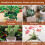Riare 4L Organic Perlite for Plants - Horticultural Perlite Soil Amendment for P 6