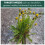 Weedblast Rootkill Weedkiller 2.5L Litre, Ready to use Glyphosate Weed Killer 4
