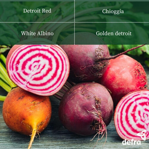 PREMIER SEEDS DIRECT - Beetroot - Rainbow Mix - 6 Grams 1