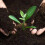 10L Multi Purpose Compost, Multi-Purpose Fertilisers, Gardening Soils for Outdoo 3