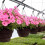 10L Multi Purpose Compost, Multi-Purpose Fertilisers, Gardening Soils for Outdoo 6