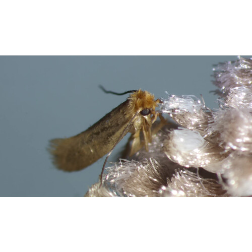 Dragonfli Clothes Moth Egg Killer Sachets - Trichogramma Parasitic 2