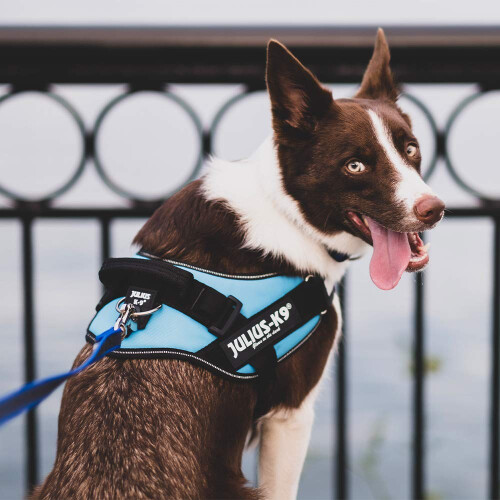 Julius-K9 IDC Powerharness, UV Orange, L/1 2