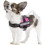 JULIUS-K9Powerharness, Size: XS/Mini-Mini, Aquamarine 3