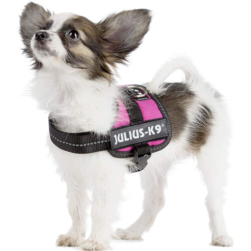 JULIUS-K9Powerharness, Size: XS/Mini-Mini, Aquamarine 2