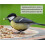 Peanuts in Shells 5kg Premium Safe Wild Bird Food Monkey Nuts 5