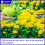 Silent Roar Lion Manure - Cat Repellant 1