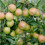 YouGarden - Mini Orchard Fruit Tree Collection, 3 Bare Root Compact 3