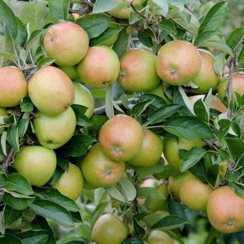 YouGarden - Mini Orchard Fruit Tree Collection, 3 Bare Root Compact 2