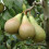 YouGarden - Mini Orchard Fruit Tree Collection, 3 Bare Root Compact 4