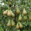 YouGarden - Mini Orchard Fruit Tree Collection, 3 Bare Root Compact 5