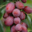 YouGarden - Mini Orchard Fruit Tree Collection, 3 Bare Root Compact 6