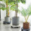 Mobile Plant Caddy with Wheels and Water Tray 3