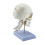 Life Size Human Skull With 7 Neck Vertebrae And Base Presenting 1