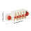 Wall Mount Toothpaste Holder And Bathroom Organizer-Milky White 4