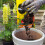 Miracle-Gro Miracle-Gro All Purpose Peat Free Compost 10L 4