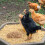 1Set Light Brown Rice Hull Chicken Coop Bedding Natural Nest Material 8