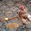 1Set Light Brown Rice Hull Chicken Coop Bedding Natural Nest Material 9